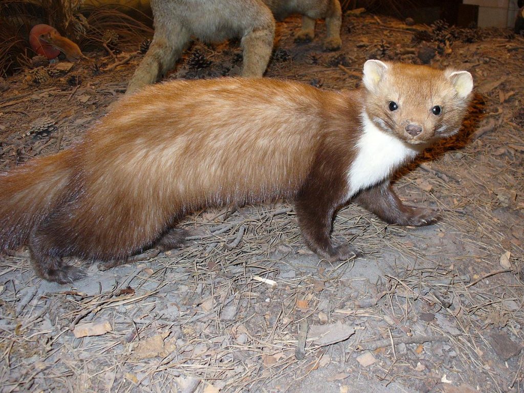 1200px Beech Marten